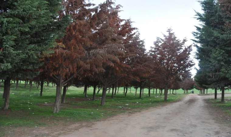 Tema Parkı’nda Ağaçlar Ölüyor!