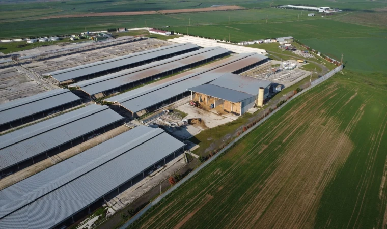 ANGUS KOKUSUNA HAYIR!