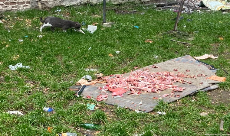 Hayvan Sevgisi Çevreyi Kirleterek Gösterilmez