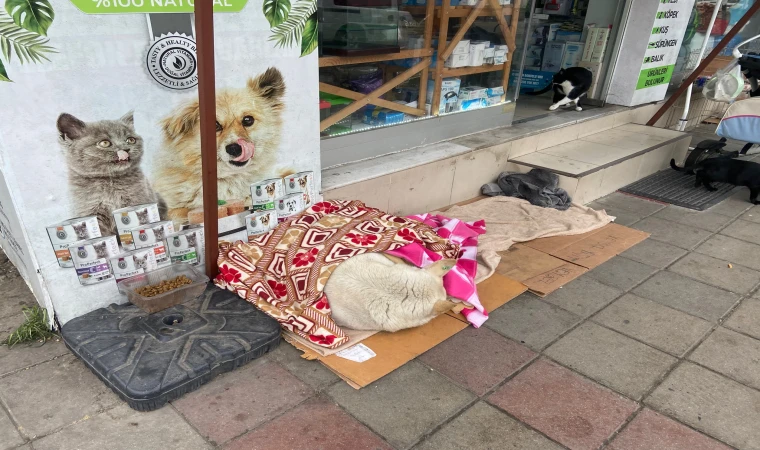Soğuk Havada Yürekleri Isıtan Hareket