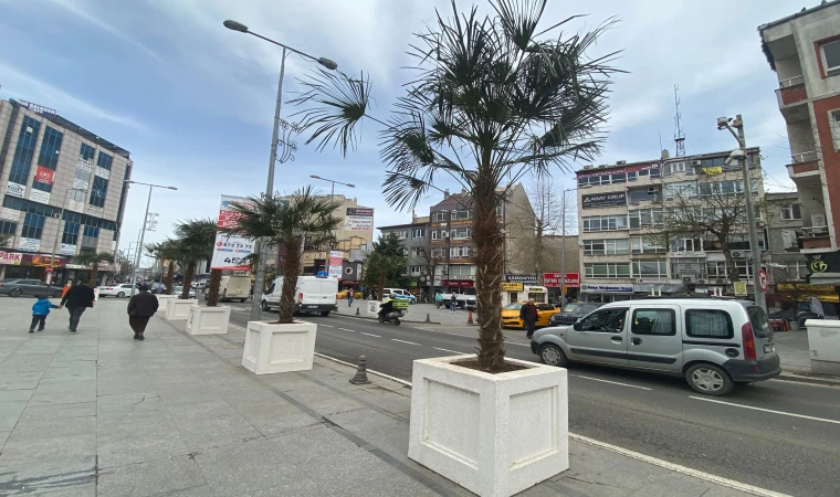 Belediyeden Meydana Palmiye Dokunuşu!