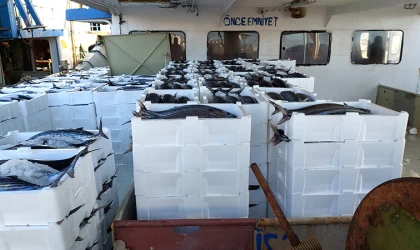 Marmara Denizi'ne ağ atan balıkçılar, yaklaşık 30 ton torik balığı avladılar