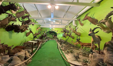 İstanbul’da yaban hayvanlarına ait yüzlerce tahnitin ele geçirildiği operasyonunun detayları ortaya çıktı