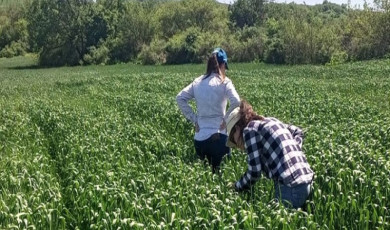 Pehlivanköy’de süne ile mücadele başladı