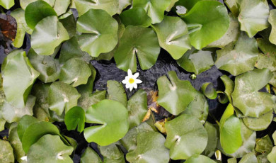 Bu çiçeği koparmanın cezası 387 bin 141 TL