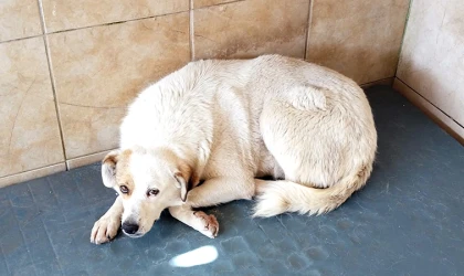 Canlarımıza İyi Bakıyor ve Onları Tedavi Ediyoruz