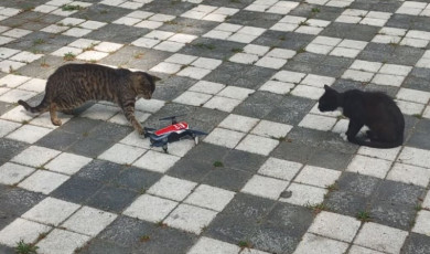 Dron gören masum kediler gülümsetti