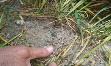 Kırklareli’nde süneye karşı ilaçlama