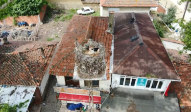 Naipli leylek, 20 yıldır bu köyde yuva yapıyor