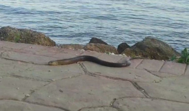 Yılan değil oluklu kertenkele