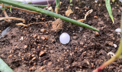 Kırklareli’nde ceviz büyüklüğünde yağan dolu otomobillere zarar verdi