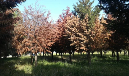 Tema Parkı’nda Ağaçlar Bir Bir Kuruyor!