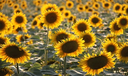 AYÇİÇEK TOHUMU VE YAĞINDA TARİFE KONTENJANI UYGULAMASI YÜRÜRLÜKTE