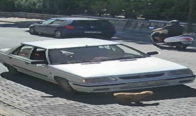 Çanakkale’de inanılmaz kurtuluş: Üzerinden otomobil geçen yavru köpek yaralanmadan kurtuldu