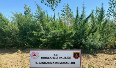 Kırklareli’nde 1 milyon 896 bin 550 kök kenevir ele geçirildi