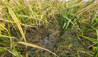 Biga’da dolu ve fırtınadan zarar gören köylerde hasar tespit çalışması yapıldı