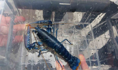 Çanakkale Savaşları’ndan kalma 109 yıllık ‘HMS Majestic’ batığına 400 ıstakoz salındı