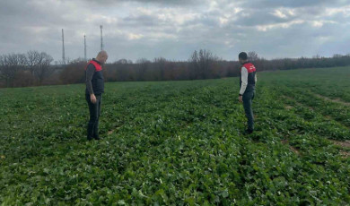 Babaeski’de kanola ekili tarlalar incelendi