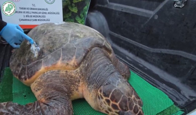 Yaralanan Caretta caretta şifayı Çanakkale’de buldu