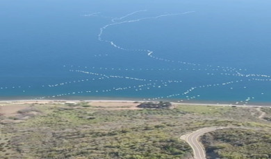 Göç yolundaki pelikanlar mest etti: Gökyüzünden muhteşem görüntüler