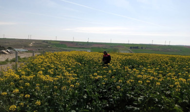 Kırklareli’nde zirai dona karşı hasar tespit başladı