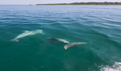Tekirdağ’da balıkçı teknesine yunus sürprizi