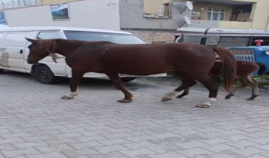 Tekirdağ’da başıboş atlar sürücülere zor anlar yaşatıyor