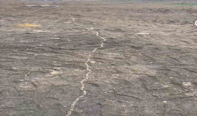 Tekirdağ’da tırtıl konvoyu: Sakın dokunmayın