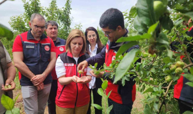 Çanakkkale’de zirai don sonrası meyve bahçelerinde saha çalışması yapıldı