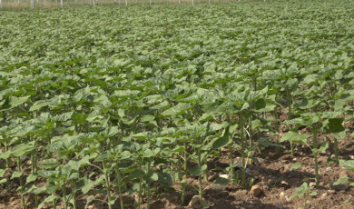 Son yağışlar çiftçinin umudu oldu: Trakya’da ayçiçeğin gelişimi hız kazandı