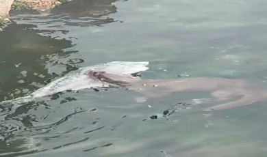 Marmara’da nadir görülen su samurları, Tekirdağ kıyılarında görüntülendi