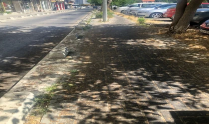 Dut Ağaçlarının Altı Temizlenmeyi Bekliyor