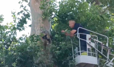 İple ağaçta asılı kalan karga kurtarıldı