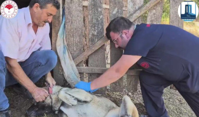 Çanakkale’de ’Sürü Köpeklerine Mikroçip Takılması ve Kimliklendirilmesi Projesi’ hayata geçti
