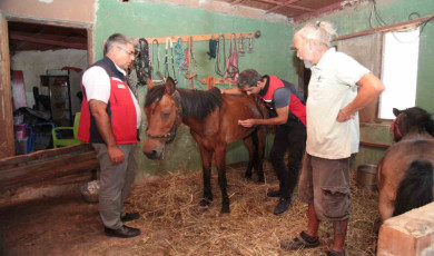 Çanakkale’deki yangınlarda mahsur kalan hayvanlara sağlık taraması