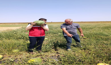 Tekirdağ’da karpuz üretimine yakından takip