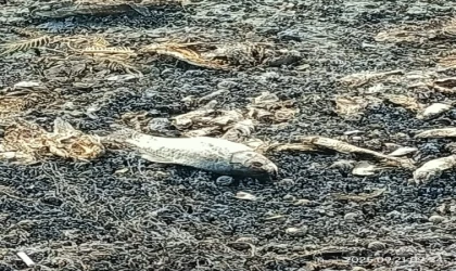 Barajlardaki Balık Ölümleri Dikkat Çekiyor