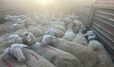 Kırklareli’nde 57 kaçak hayvan yakalandı