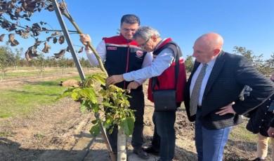 Ceviz bahçeleri büyüyor üretici yüzü gülüyor