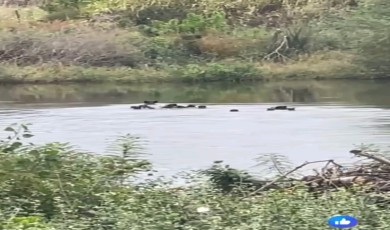 Yaban domuzları Meriç Nehri üzerinden Yunanistan’a geçti