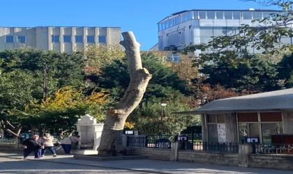 Cumhuriyet Meydanı’ndaki Ağaçlar Budanıyor
