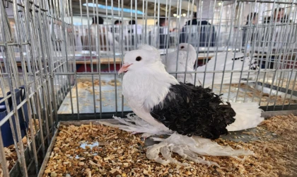 Evcil Kanatlılar Festivali Pazar Günü Başlıyor