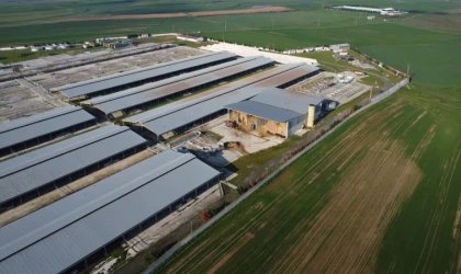 ANGUS KOKUSUNA HAYIR!